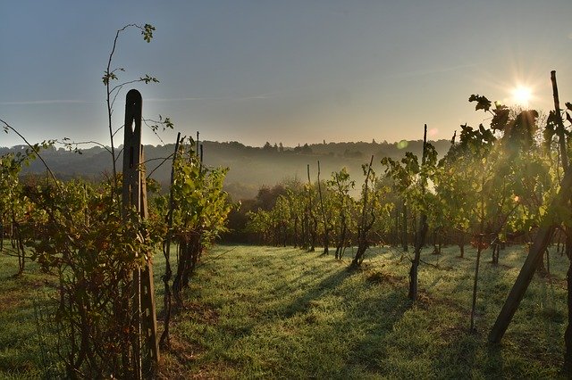 wine-2853916_640